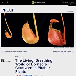 The Living, Breathing World of Borneo’s Carnivorous Pitcher Plants – PROOF