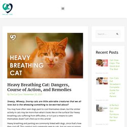 Heavy Breathing Cat: Dangers, Course of Action, and Remedies