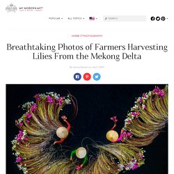 Breathtaking Photos of Farmers Harvesting Lilies from the Mekong Delta