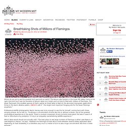 Breathtaking Shots of Millions of Flamingos