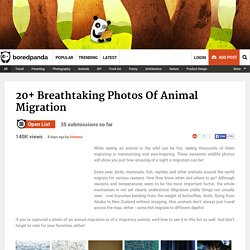 20+ Breathtaking Photos Of Animal Migration