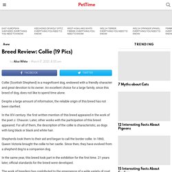 Breed Review: Collie (19 Pics) - PetTime