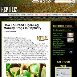 How To Breed Tiger-Leg Monkey Frogs In Captivity