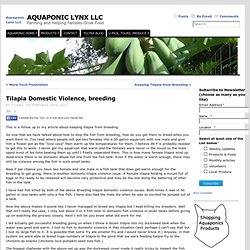 Breeding Tilapia in aquaponics and Tilapia domestic violence