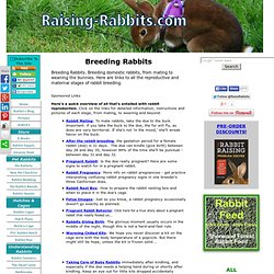 Breeding Rabbits: All about rabbits breeding, conception to weaning