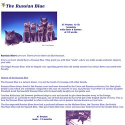 Breedportrait Russian Blue