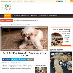 Top 5 Toy Dog Breeds For Apartment Living In India