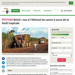 Brésil : non à l’éthanol de canne à sucre de la forêt tropicale