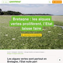 Bretagne : les algues vertes prolifèrent et l’Etat laisse faire