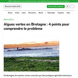 Algues vertes en Bretagne : 4 points pour comprendre le problème