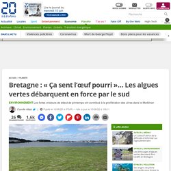 Bretagne : « Ça sent l’œuf pourri »… Les algues vertes débarquent en force par le sud