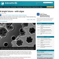 A bright future – with algae