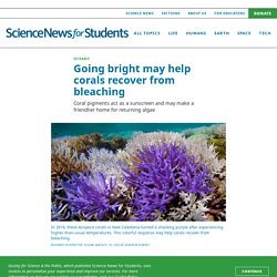 Going bright may help corals recover from bleaching