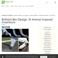 Brilliant Bio-Design: 14 Animal-Inspired Inventions