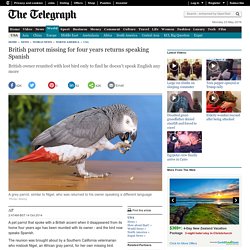 British parrot missing for four years returns speaking Spanish