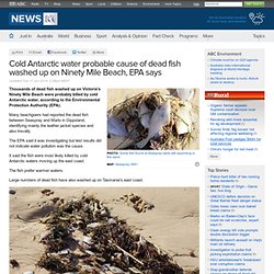 Cold Antarctic water probable cause of dead fish washed up on Ninety Mile Beach, EPA says