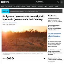 Brolgas and sarus cranes create hybrid species in Queensland’s Gulf Country - ABC News