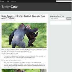 Gorilla Reunion — 2 Brothers See Each Other After Years Apart [7 Pictures]