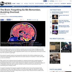 Human Brain Has Built in 'Web Browser' to Handle Sensory Overload, Says Research