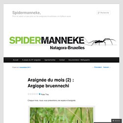 Araignée du mois (2) : Argiope bruennechi