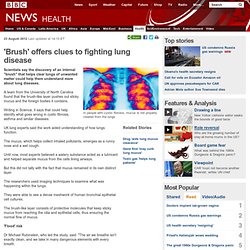 'Brush' offers clues to fighting lung disease