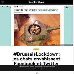 #BrusselsLockdown: les chats envahissent Facebook et Twitter pour aider la police