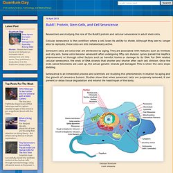 BubR1 Protein, Stem Cells, and Cell Senescence