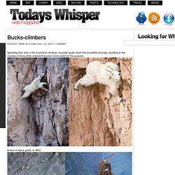 Bucks-climbers
