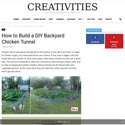 How to Build a DIY Backyard Chicken Tunnel -