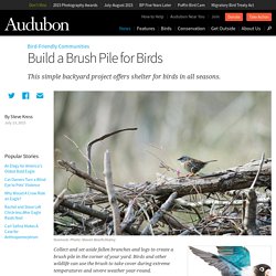 Build a Brush Pile for Birds