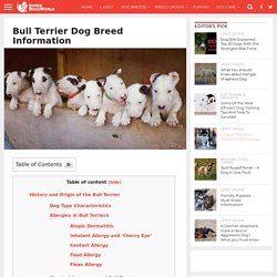 Bull Terrier