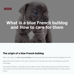 What is a blue French bulldog and How to care for them