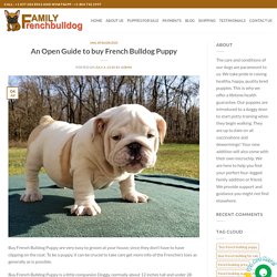 An Open Guide to buy French Bulldog Puppy - familyfrenchbulldog