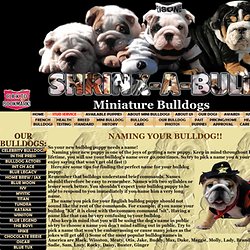 Bulldog names, naming your bulldog puppy, naming your puppy