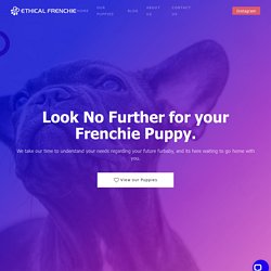 French Bulldog Breeder in Boston, MA. We specialize in French Bulldog Puppies only (only frenchie puppies)