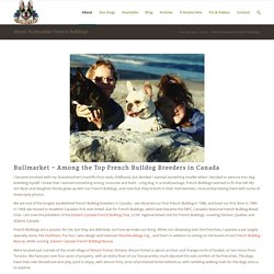Bullmarket - French Bulldog Breeders in Canada