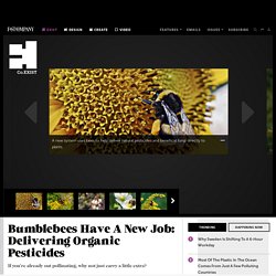 Bumblebees Have A New Job: Delivering Organic Pesticides