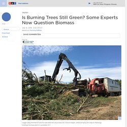 Is Burning Trees Still Green? Some Experts Now Question Biomass