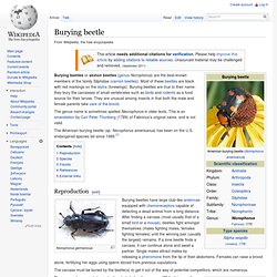 Burying beetle