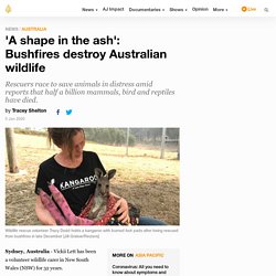 'A shape in the ash': Bushfires destroy Australian wildlife