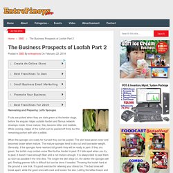 The Business Prospects of Loofah Part 2