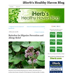 Butterbur for Migraine Prevention and Allergy Relief « The Healthy Haven