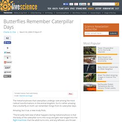 Butterflies Remember Caterpillar Days