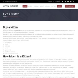 Buy a Kitten l Kitten Cat Mart l Buy Now!