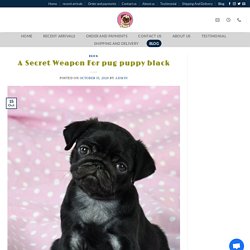 Buy pug puppy black online