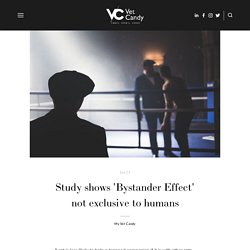 Study shows 'Bystander Effect' not exclusive to humans