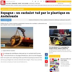 Espagne : un cachalot tué par le plastique en Andalousie