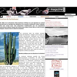 Cactus de la fortune - LE MAGAZINE.INFO