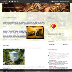 Le cadre-témoin - les abeilles de Lifou