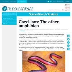 Caecilians: The other amphibian